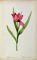Tulipa oculus-solis, da 